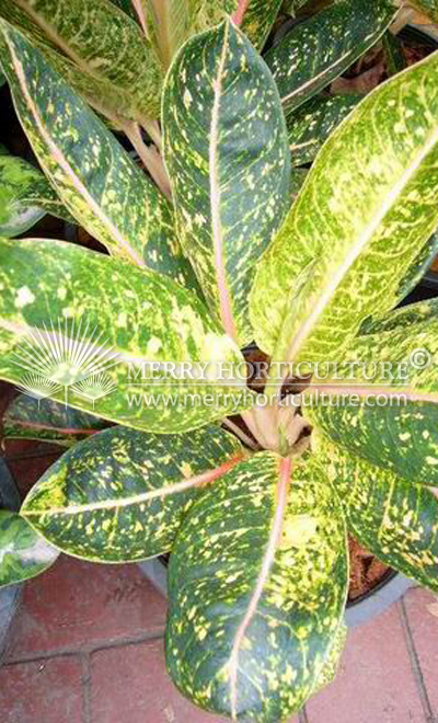 Aglaonema donna carmen 2